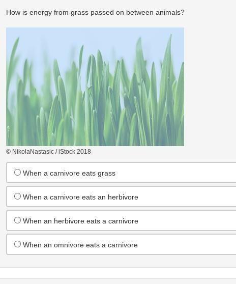 How is energy from grass passed on between animals-example-1