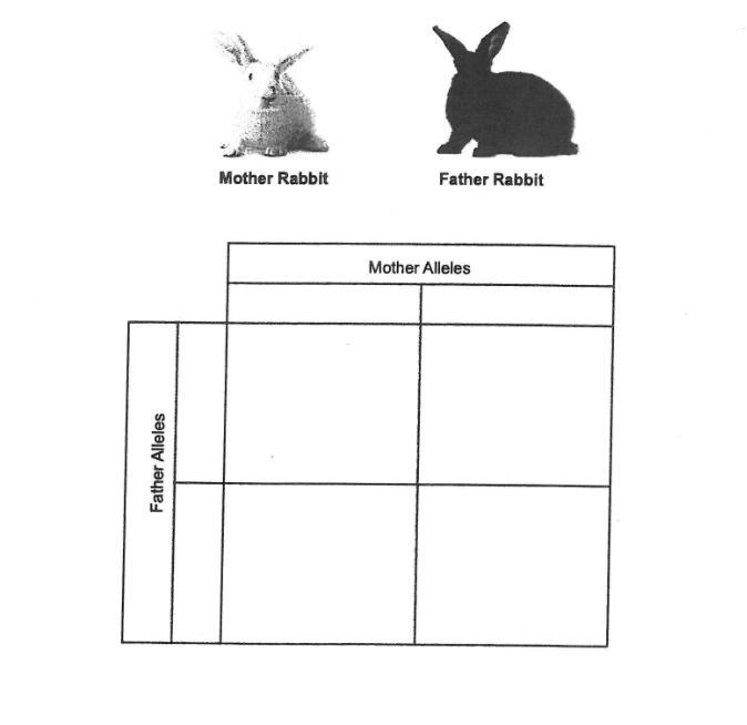 A female rabbit had 4 babies. For phenotypes: two of the babies were black and two-example-1