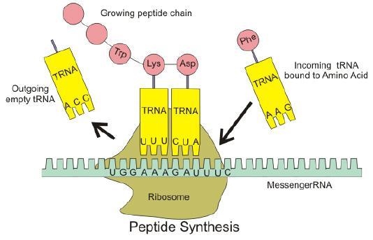 What does the diagram below best illustrate? a.Ribosomes are found on the exterior-example-1