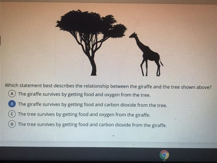 Which statement best describes the relationship between the giraffe and the tree shown-example-1