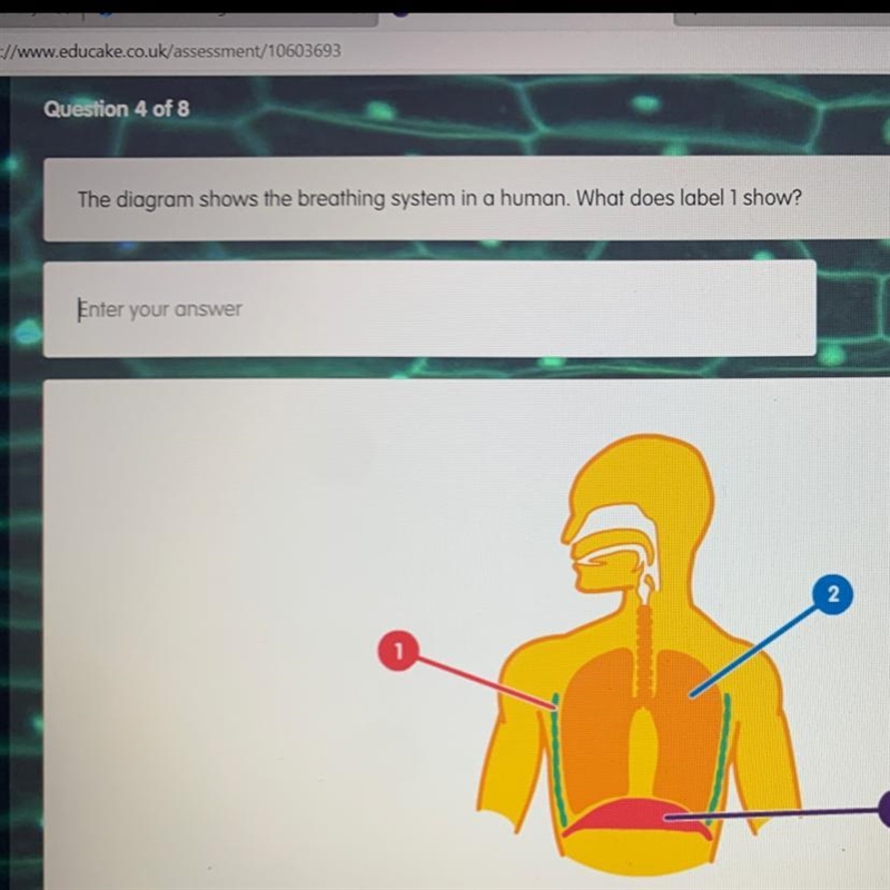 The diagram shows the breathing system in a human. What does label 1 show?-example-1