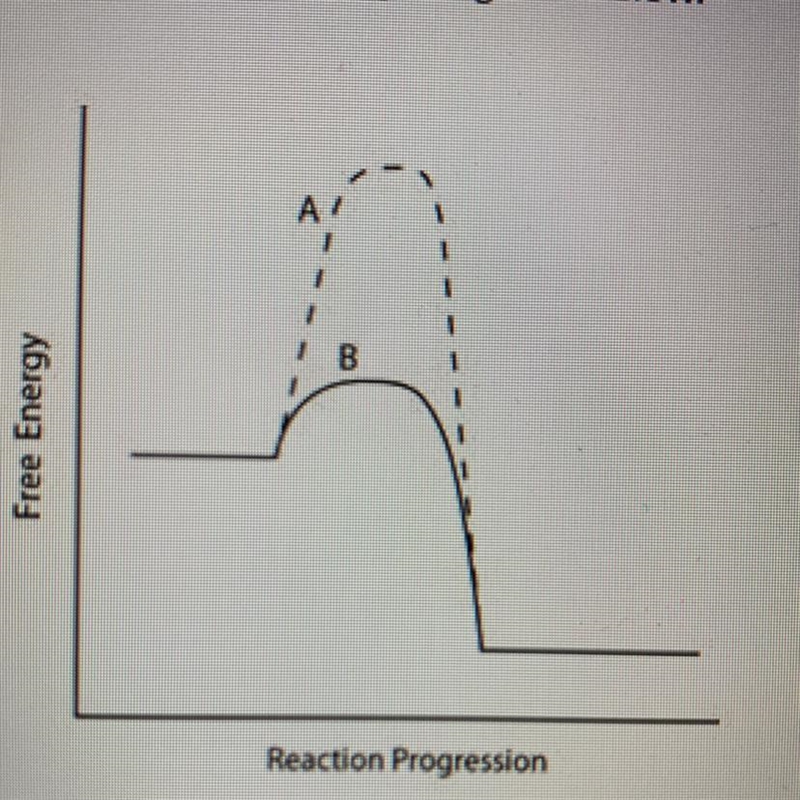 Consider the energy diagram below. Which line indicates a higher reaction rate? A-example-1