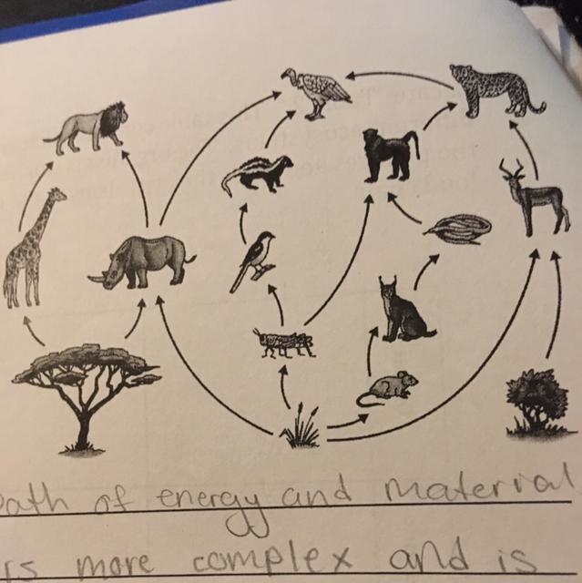 What role does the vulture playing this food web-example-1