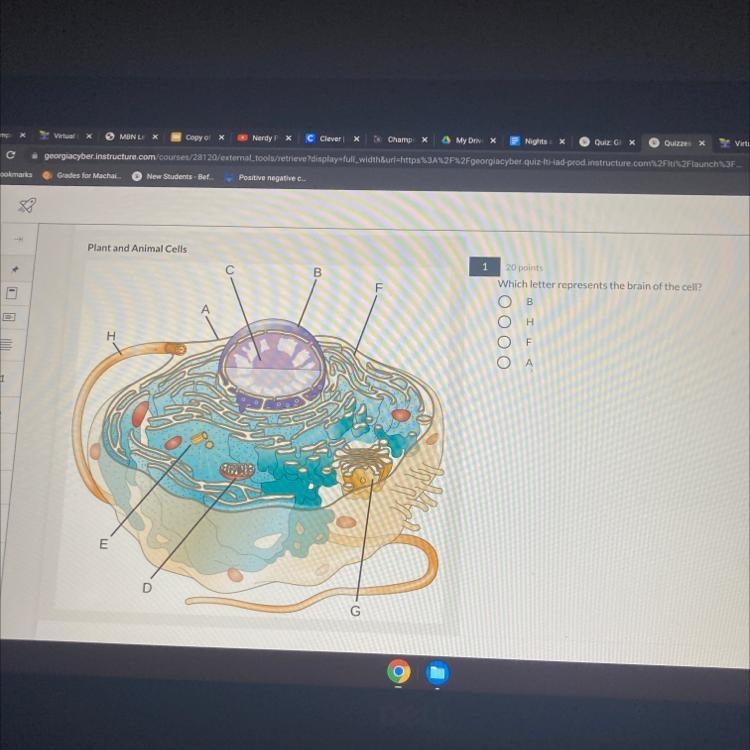 Plant and Animal Cells С B F 1 20 points Which letter represents the brain of the-example-1