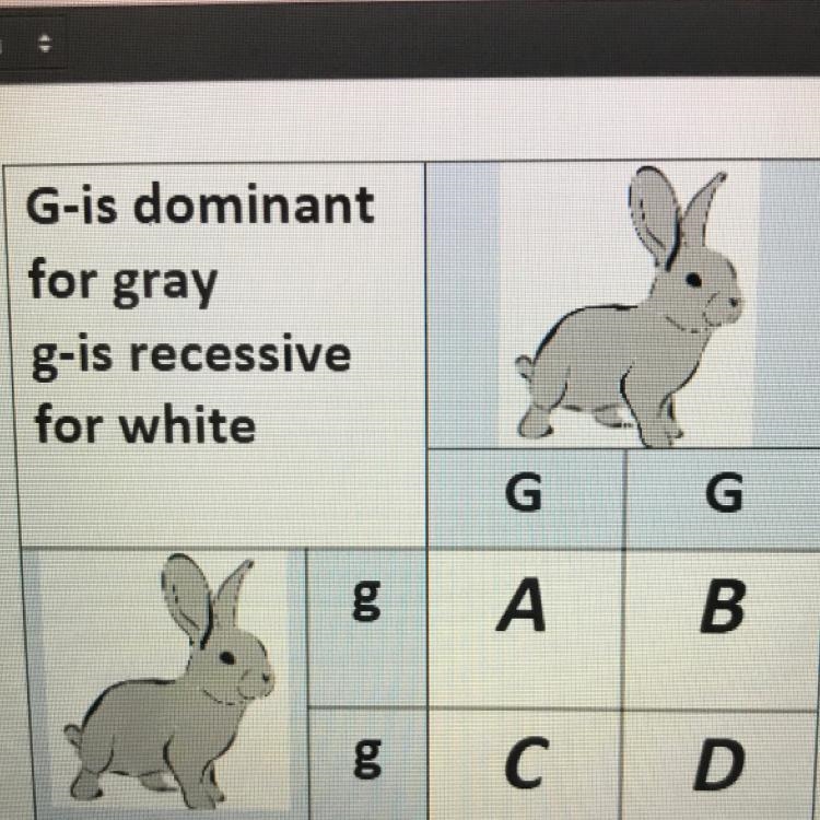 What is the percent of Heterozygous rabbits-example-1