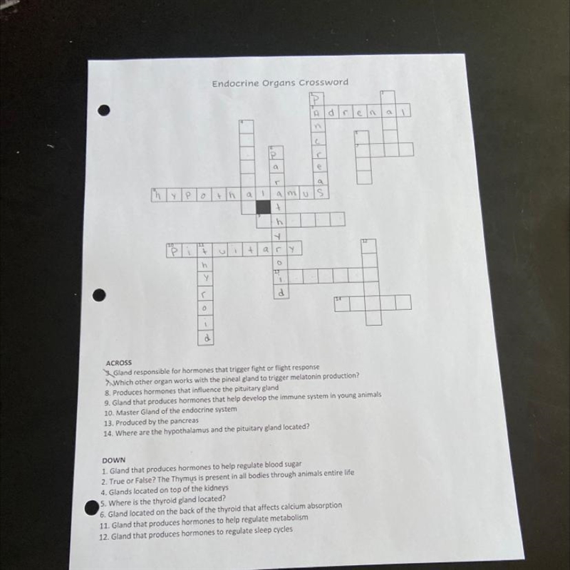 PLS HELP: Endocrine Organs Crossword-example-1