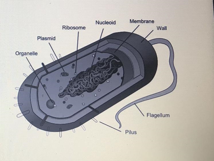 PLEASE HELP ME ASAP!! I NEED IT! NO LINKS Question: The cell shown in the picture-example-1