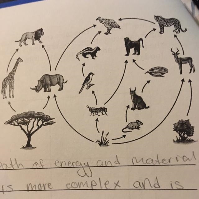 List the primary consumers in the food web please help-example-1