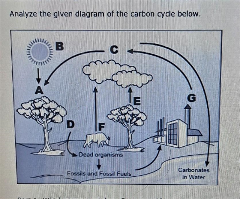 Analyze the given diagram of the carbon cycle below Part 1: Which compound does C-example-1