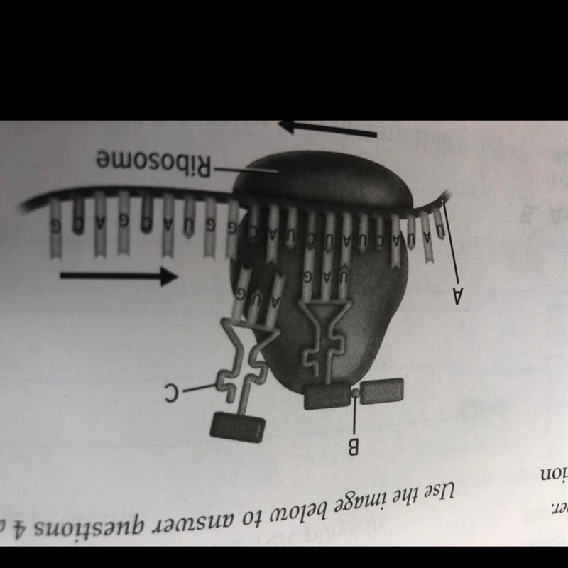 HELP NOW PLEASE Which is not a type of RNA in the diagram mRNA rRNA tRNA zRNA-example-1