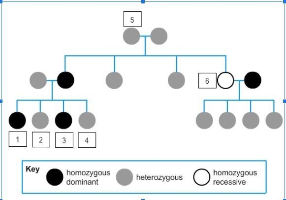 R indicates round seeds that are dominant over the wrinkled variety, represented by-example-1