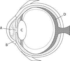 The diagram below shows the eye, with several features labeled. Which part of the-example-1