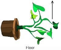 Mrs. Holloway was sweeping her porch when she accidentally knocked over a potted plant-example-1