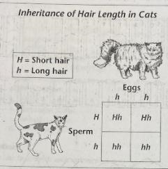 What are the genotypes and phenotypes of the offspring?-example-1