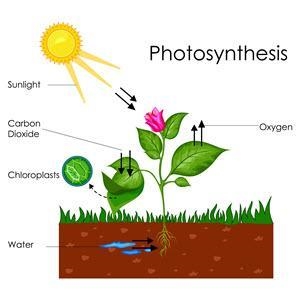 Use the image to answer the question. A diagram shows the process of photosynthesis-example-1