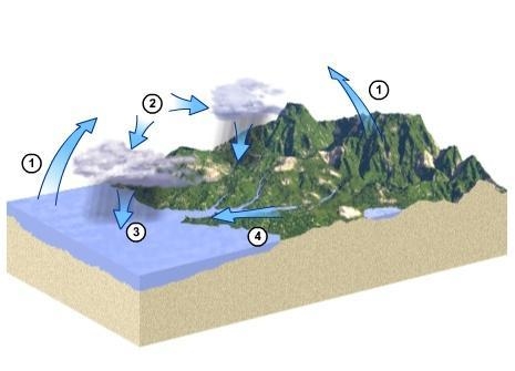 Water that is heated by the sun evaporates. Which number represents this process on-example-1