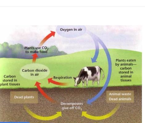 Research, find and display references (include a description and a picture) for water-example-1