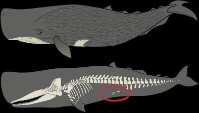 Sperm whales are found in oceans around the world and are known to have the largest-example-1