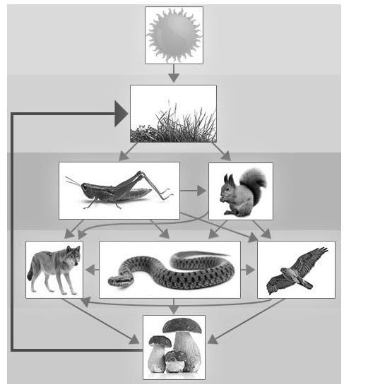 According to this food web, which of the following would be considered secondary consumers-example-1