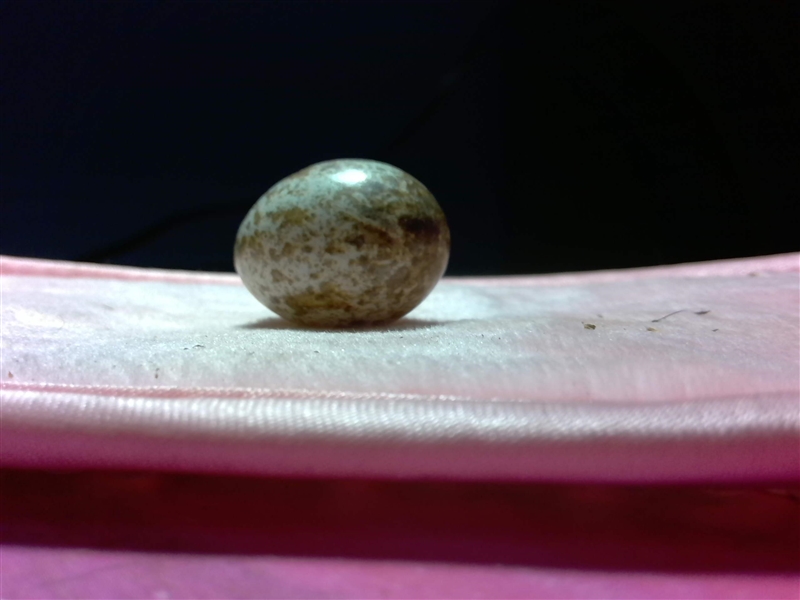 What type of bird egg is this btw i live in sc i found it in my backyard my dog was-example-1