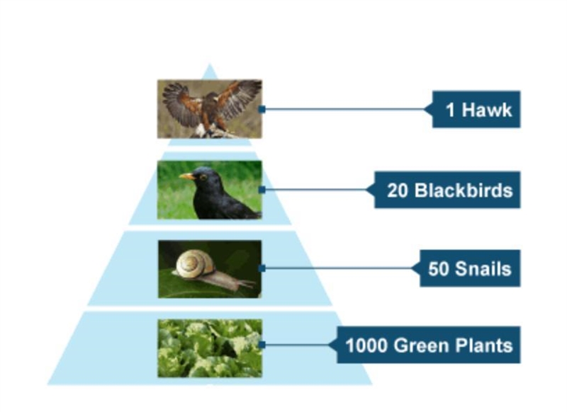 Which level has the most energy and how is it lost through the food chain? bottom-example-1