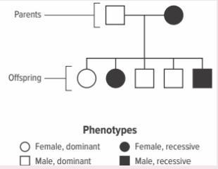 Based on the pedigree, how many offspring from this cross had the recessive phenotype-example-1