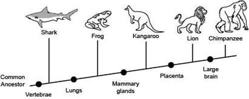 Which two organisms share the least number of derived characteristics? Frog and kangaroo-example-1