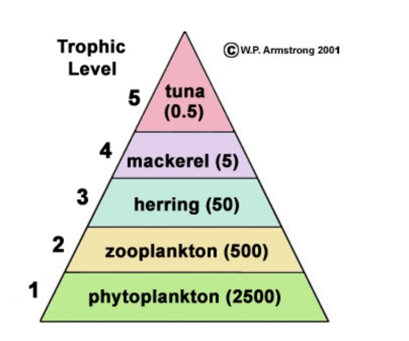 A pyramid of energy is used to analyze the amount of energy available at each feeding-example-1