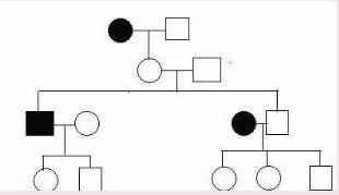 What type of representation of inheritance is shown in the figure? (16.5 Points) Punnett-example-1