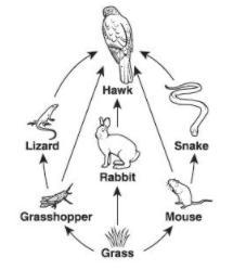 Based on the food web, which of the following would occur if the snake population-example-1