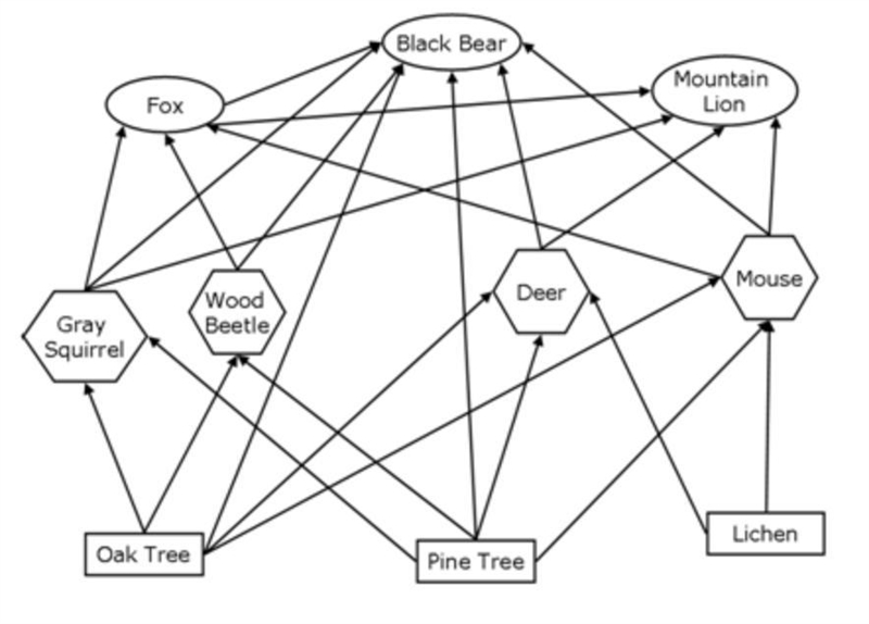 The image represents a typical temperate forest food web. Use the image to answer-example-1