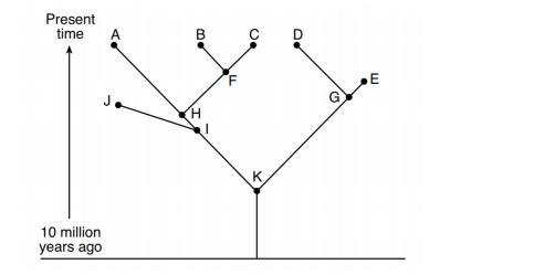 . Are species A and B more closely related than A and D? State yes or no. Support-example-1