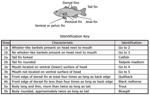 Hurry A student uses this diagram to understand the parts of a fish. The student then-example-1