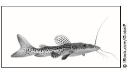 Hurry A student uses this diagram to understand the parts of a fish. The student then-example-2