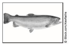 Hurry A student uses this diagram to understand the parts of a fish. The student then-example-3