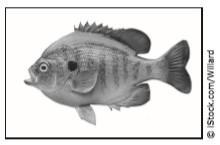 Hurry A student uses this diagram to understand the parts of a fish. The student then-example-4