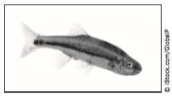 Hurry A student uses this diagram to understand the parts of a fish. The student then-example-5