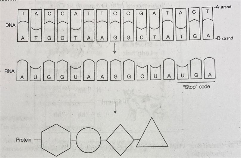 Which strand of the DNA molecule A or B was used to produce the messenger RNA?-example-1