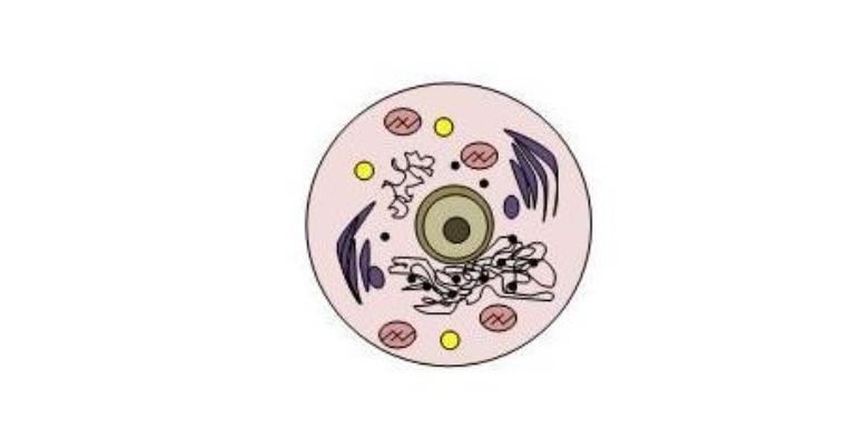 The area that includes everything between the cell membrane and the nucleus of a cell-example-1