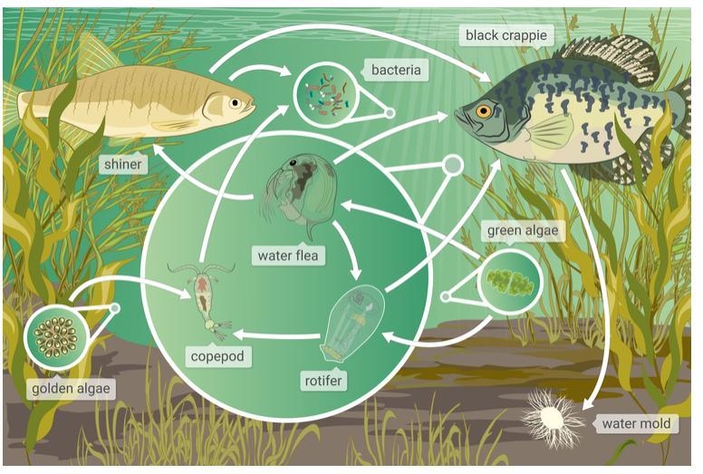 Which two of the following organisms are omnivores in this food web? A) rotifer B-example-1