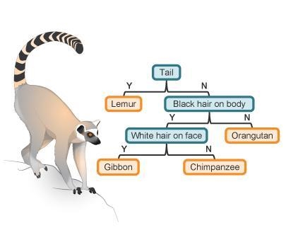 Use the dichotomous key to identify this animal. Which animal is shown? an orangutan-example-1