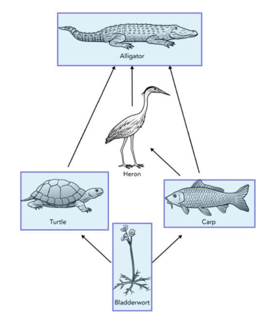 In the Everglades, a heron has relationships of predation with different organisms-example-1