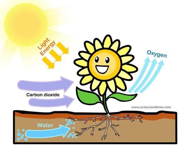 Which plant process is illustrated above? transpiration respiration photosynthesis-example-1