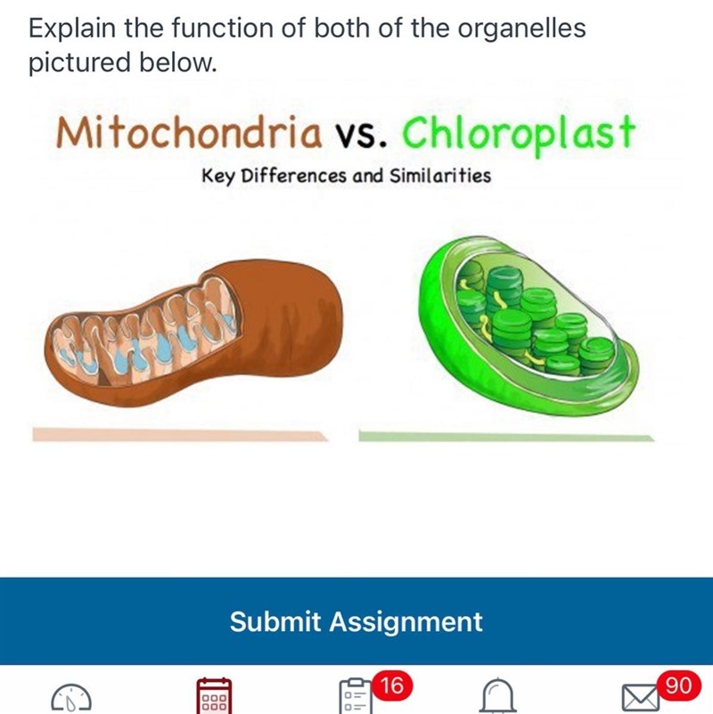 Explain the function of both of the organelles pictured below.-example-1