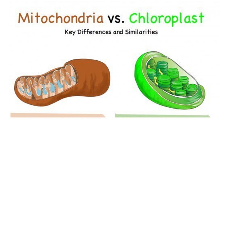 The function of both of the organelles pictured below. Mitochondria vs. Chloroplast-example-1