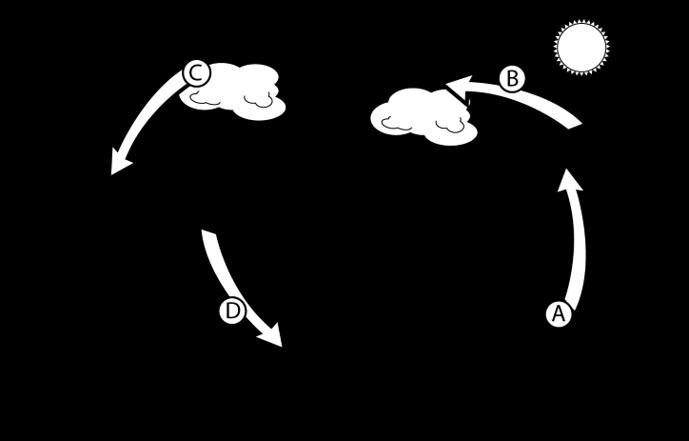 What labeled stage of the water cycle shows water changing from the gas state to the-example-1