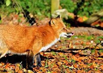 The red fox has thick fur, and the jade plant has a waxy coating on its stem and leaves-example-1