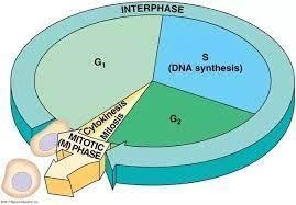 In what phase does a cell replicate its DNA? Prophase II Cytokinesis Interphase Telophase-example-1