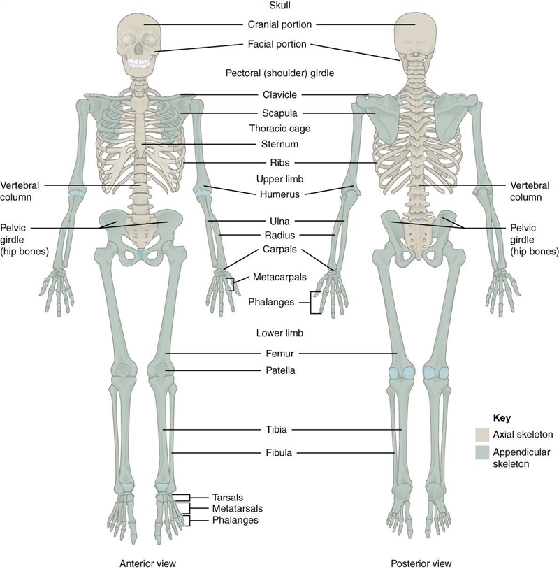 What makes up the axial and appendicular skeleton?-example-1