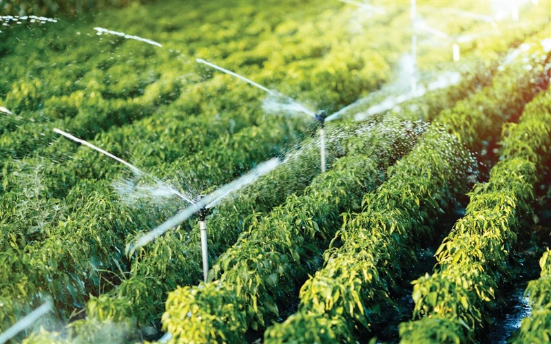 What does Irrigation and irrigate means?-example-1